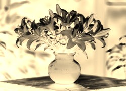 Sepia + Negatyw