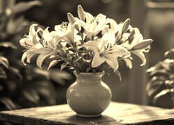 Szary + Sepia