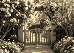 Szary + Sepia