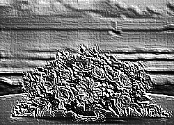 Skamielina
