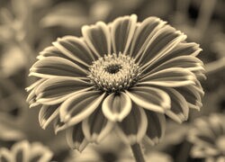 Szary + Sepia