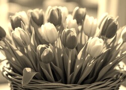 Szary + Sepia