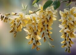 Oryginalny obrazek
