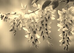 Szary + Sepia