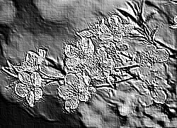 Skamielina