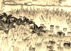 Sepia + Negatyw