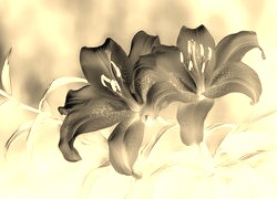 Sepia + Negatyw