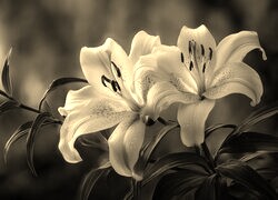 Szary + Sepia