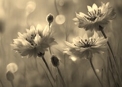 Szary + Sepia