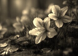 Szary + Sepia