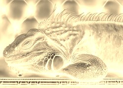 Sepia + Negatyw