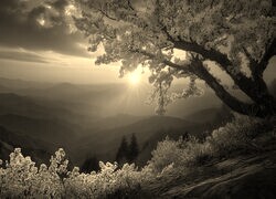 Sepia
