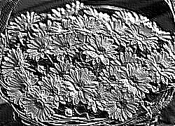 Skamielina