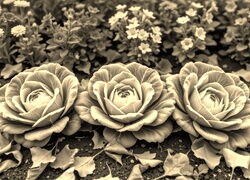 Szary + Sepia