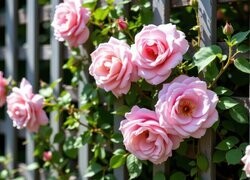 Oryginalny obrazek