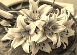 Szary + Sepia