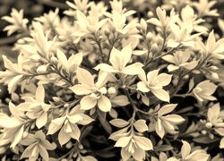 Szary + Sepia