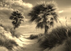 Szary + Sepia