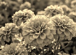 Szary + Sepia