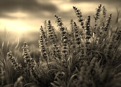 Szary + Sepia