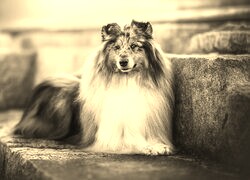 Szary + Sepia