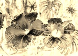Sepia + Negatyw