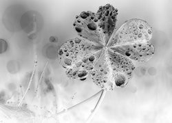 Szary + Negatyw