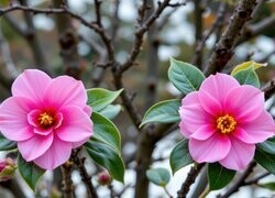 Oryginalny obrazek