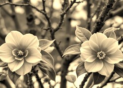 Szary + Sepia