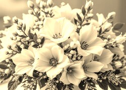 Szary + Sepia