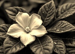 Szary + Sepia