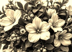 Szary + Sepia