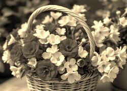 Szary + Sepia