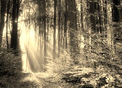 Sepia