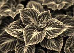 Szary + Sepia