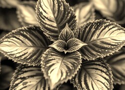 Szary + Sepia