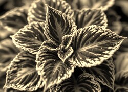Sepia