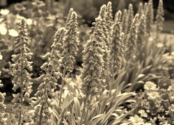 Szary + Sepia