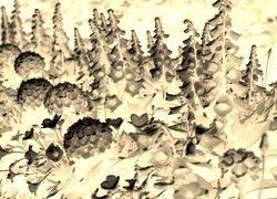 Sepia + Negatyw
