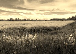 Szary + Sepia