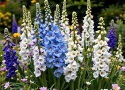 Oryginalny obrazek