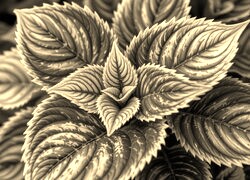 Sepia