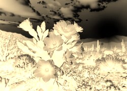 Sepia + Negatyw