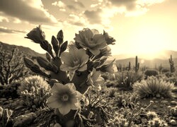 Szary + Sepia