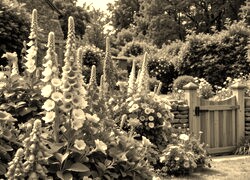 Sepia