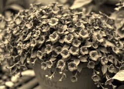 Szary + Sepia