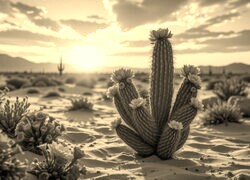 Sepia