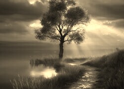 Szary + Sepia
