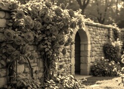 Szary + Sepia