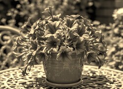 Szary + Sepia